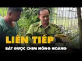 Lagu Người dân liên tiếp bắt được chim hồng hoàng ở Xuân Thới Sơn, TP.HCM