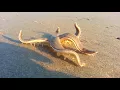 Download Lagu Starfish Walking on the Beach