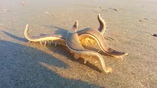 Starfish Walking On The Beach 