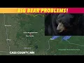 Big Bear Problems In Cass County Minnesota