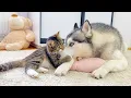 Lagu Giant Husky Tries to Steal a Fearless Kitten’s Bed — The Ending Is Priceless!