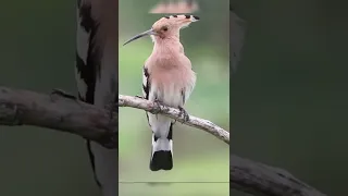 هدهد سليمان Hodhud Suleiman صوت الهدهد 