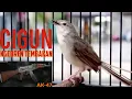 Download Lagu Cigun Gacor Ngebren Panjang Tembakan AK 47
