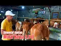 Download Lagu Review Harga Sapi di Grosirnya Jantan Mulai 9,5 juta. ada Beilgian, Marlboro, Brahman