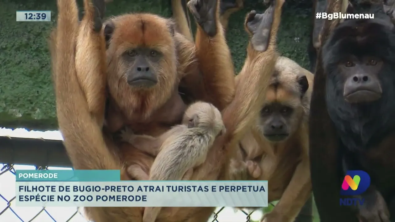 Pomerode: filhote de bugio-preto atrai turistas e perpetua espécie no Zoo Pomerode