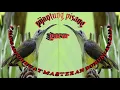 Download Lagu Pijantung pisang // Ngekek Kasar // Masteran Pijantung // Sangat Cocok Buat Masteran pagi \u0026 Malam