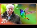 Download Lagu David Attenborough | The Secret Life of Hummingbirds | 4K