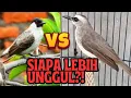DUA JENIS BURUNG GACOR INI, SIAPA LEBIH UNGGUL?! #HAPPYNATURE