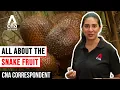 Download Lagu Snake Fruit In Bali, Indonesia: How Locals Are Preserving And Promoting It | CNA Correspondent
