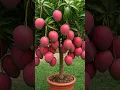 Download Lagu 🥭Mango Magic: een stapsgewijze handleiding voor het kweken van je eigen boom