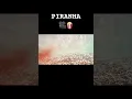 Download Lagu 📺🎥🍿 #piranha#piranhas