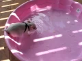 Hamlet the Mini Pig - Jumps in Pool