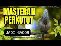 Download Lagu MASTERAN PERKUTUT BIKIN GACOR - Suara Pikat Perkutut Juara - Suara Perkutut Lokal Alam Betina