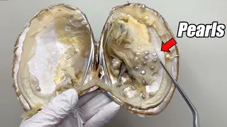 Dissecting a Pearl Oyster with Dozens of Pearls Inside Actual Situation