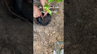 عند نقل أي شجرة للأرض أو لوعاء أكبر هنالك خطوة مهمة اذا لم تقم بها حتما ستؤدي لموت النبات 