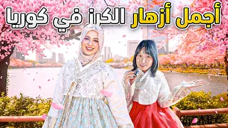 أجمل 3 أماكن لزهور الكرز في سيول 😍🌸 لا تفوّت هذه التجربة في كوريا!