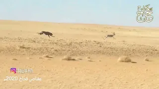 مطراد غزال