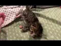 Teeny Wobbly Kitten Never Gives Up - Pt1