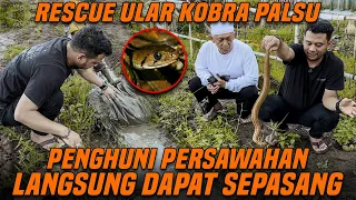 Download TERNYATA BUKAN COBRA !! INI DIA ULAR YANG SERING ADA DI SAWAH !! MP3