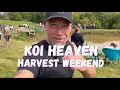 Download Lagu Koi Heaven Harvest Weekend 