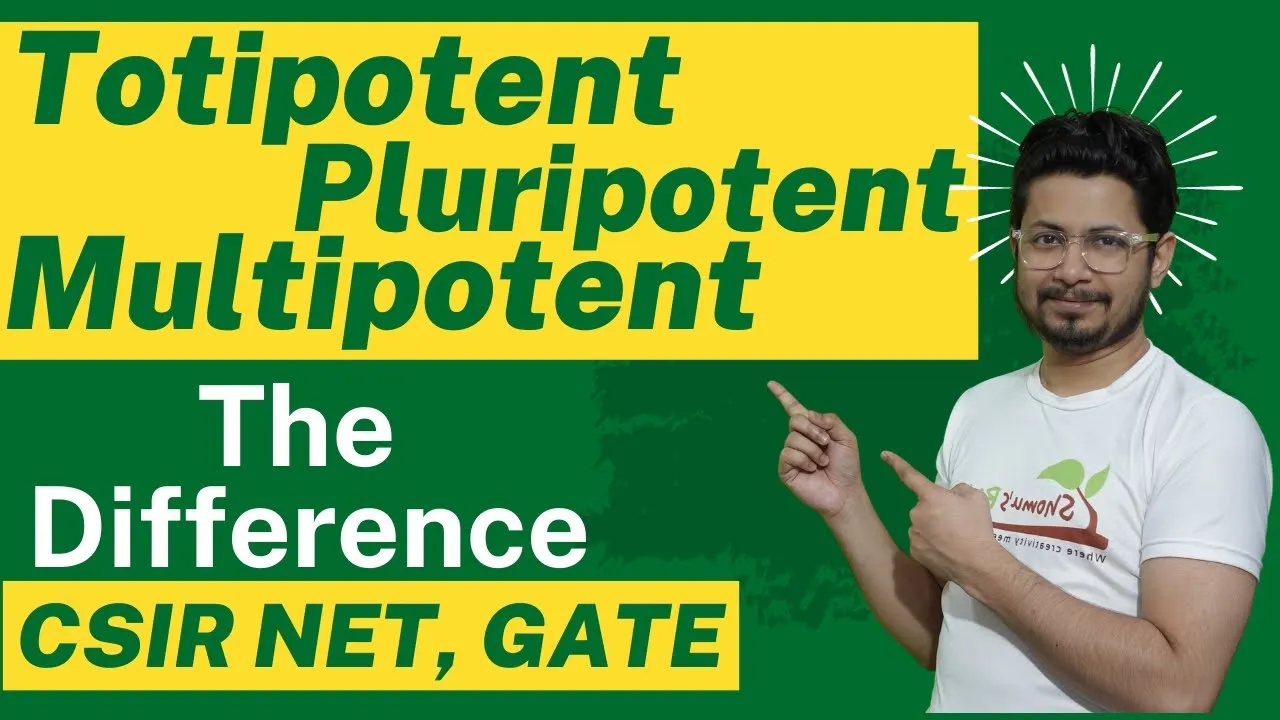 Totipotent pluripotent multipotent stem cells | Embryonic stem cells | Totipotent vs pluripotent
