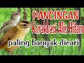 Download Lagu PANCINGAN KERAKBASI ALIS HITAM