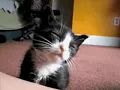 Cat sleeping gif