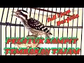 Download Lagu Masteran pelatuk sampit gacor nembak panjang full 1 jam dengan jeda//Masteran burung pelatuk