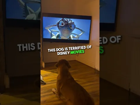 Dog Is Terrified of Disney Movies 🍿😂