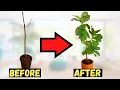 Is your Fiddle Leaf Fig DYING Follow this tips ASAP to save it
