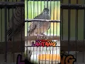 Download Lagu Perkutut lokal alam suara lantang