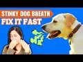 Download Lagu Stop Dog Bad Breath Instantly 🐶 Natural Remedies That Actually Work!