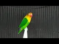 Download Lagu Lovebird memanggil di Sertai ngetik ngekek fighter bikin lb bahan cepat bunyi