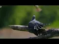 Beautiful Relaxing Music With Bird Sounds 🦜 Piano Music, Positive Energy For Morning, Study and Wo