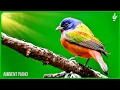 Download Lagu Beautiful Relaxing Music With Bird Sounds 🦜 Piano Music, Positive Energy For Morning, Study and Wo