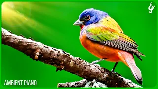 Beautiful Relaxing Music With Bird Sounds Piano Music Positive Energy For Morning Study And Wo 