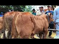 Download Lagu 8 juta !! Limousin Calon 1 TON UP !! Harga Oleng Bakule Pusing !! Pasar Sapi Tuban Jawa Timur 