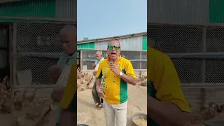 হাঁসের রাজ্য চুয়াডাঙ্গায় ১দিন, দেখুনঃ The duck farm in Bangladesh