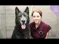 The rare and beautiful BLUE BAY SHEPHERD Wolfdog