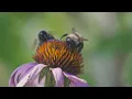 Bio 13 a Exploring Ecological Relationships Predation Parasitism Commensalism and Mutualism