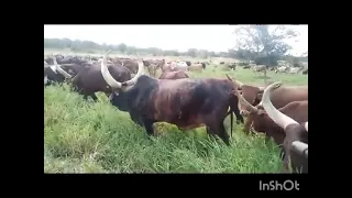 LIMBU LUCHAGULA 03 08 2024 MPYAA 