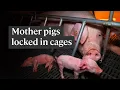 Download Lagu This is how the pig meat industry treats mother pigs