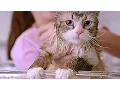 Video di NINE LIVES Trailer (Kevin Spacey, Christopher Walken)