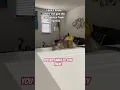 Download Lagu I don’t know where she got the confidence from doing this! #catsofyoutube #cat #kitten