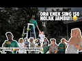 Lagu TILIK BAPAKE DUTA, NEMU JAMBU DINGGE YAP-YAPAN🤣‼️