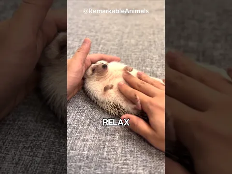 Why Do Hedgehogs Foam at the Mouth?