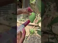 Download Lagu Mango Fruits Growing #shorts