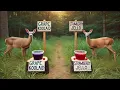 Testing 1 DIY Deer Attractant vs 30 Store-Bought