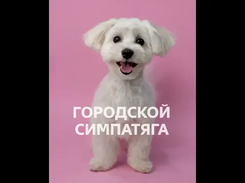 От бродяги до симпатяги одно посещение Салона Груминга Четыре Лапы💜