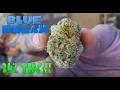 Weed Smoking Session - Blue Dream